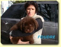 CHIOT FOUDRE