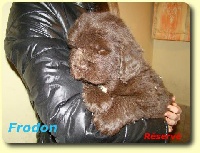 CHIOT FRODON