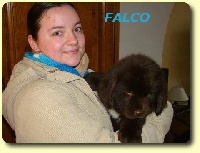 CHIOT FALCO